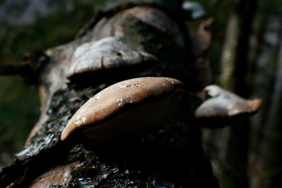 Close-up of a mushroom