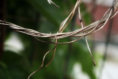 Close-up of plant growing on branch