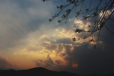 Low angle view of silhouette plants against sky at sunset