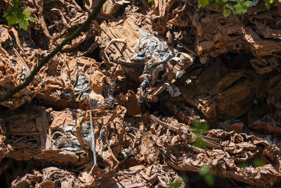 High angle view of dried leaves on tree in forest