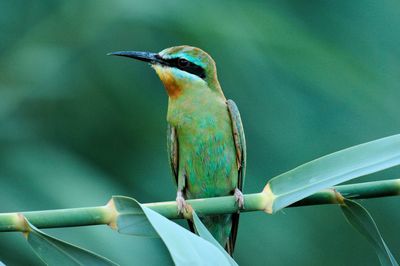 Close-up of bee-eater perching on plant