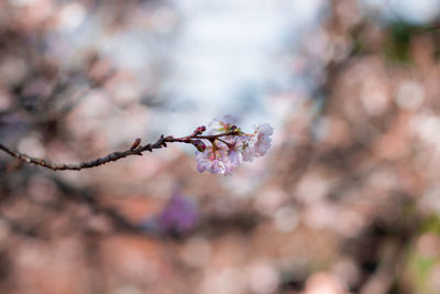 Close-up of cherry blossoms on branch