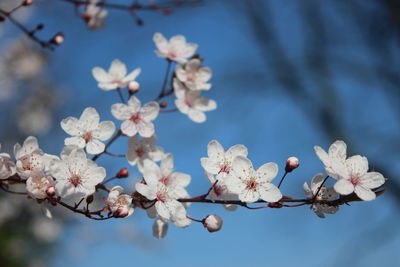 Low angle view of apple blossoms in spring