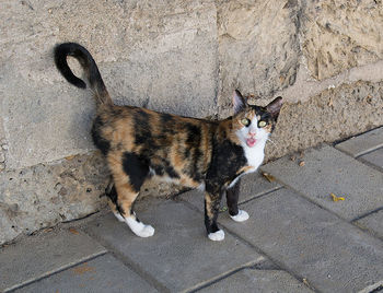 Portrait of cat on sidewalk