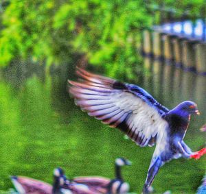 Birds on grass