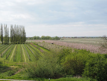 Scenic view of agricultural field against sky