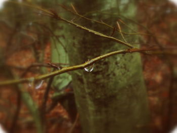 Close-up of wet plant leaves during rainy season