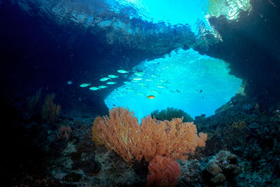 Fish swimming in sea