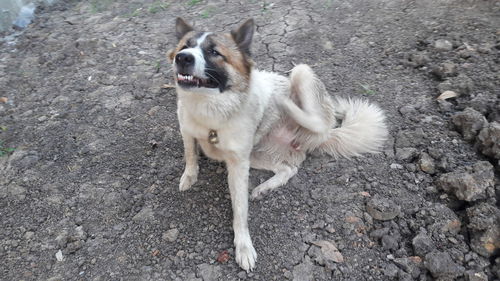 High angle view of dog on field