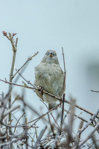 Close-up of bird perching on branch against sky