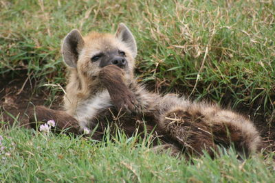 Closeup portrait of a young spotted hyena crocuta crocuta resting in ngorongoro crater, tanzania.