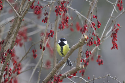 Great tit sits in bush with red berries