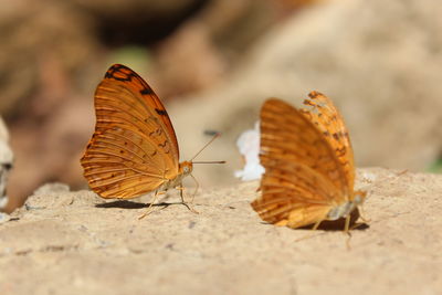 Close-up of butterfly on flower