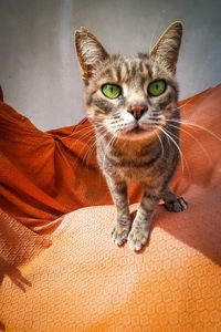 Portrait of cat on bed at home