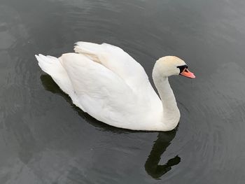 Swan floating on lake