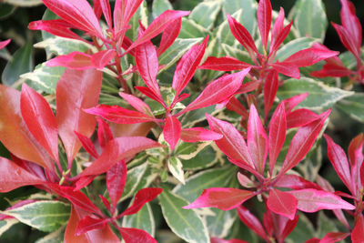 Close-up of red flowering plant