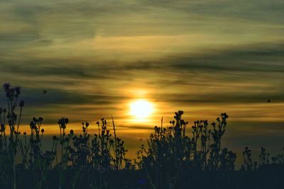 Silhouette plants growing on field against sky during sunset