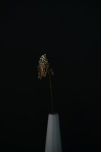 Close-up of wilted flower against black background