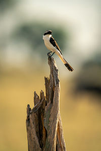 Grey-backed