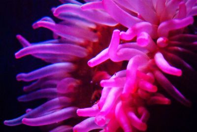 Close-up of pink flowers blooming outdoors