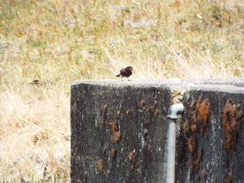 Close-up of duck on wooden post