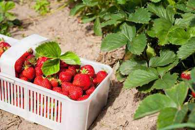 Close-up of strawberries in plant