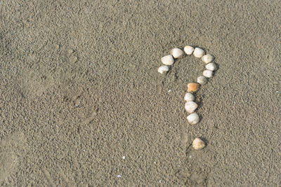 High angle view of shells on sand