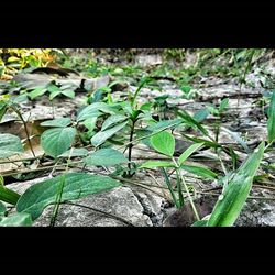 Close-up of plant