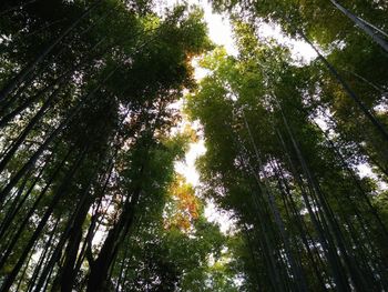 Low angle view of trees