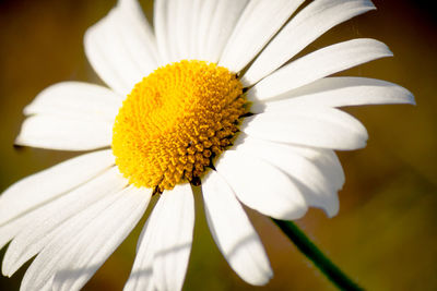 Close-up of white daisy flower