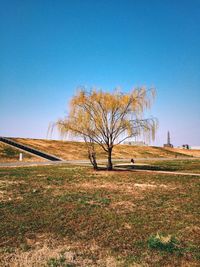 Bare trees on field against clear blue sky