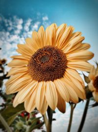 Close-up of sunflower against sky