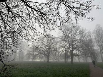 Bare trees in foggy weather