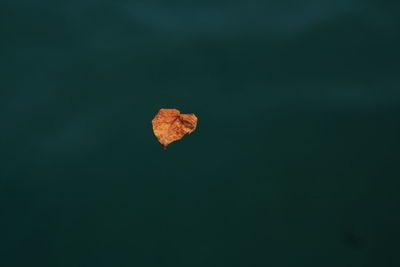 Close-up of autumn leaves