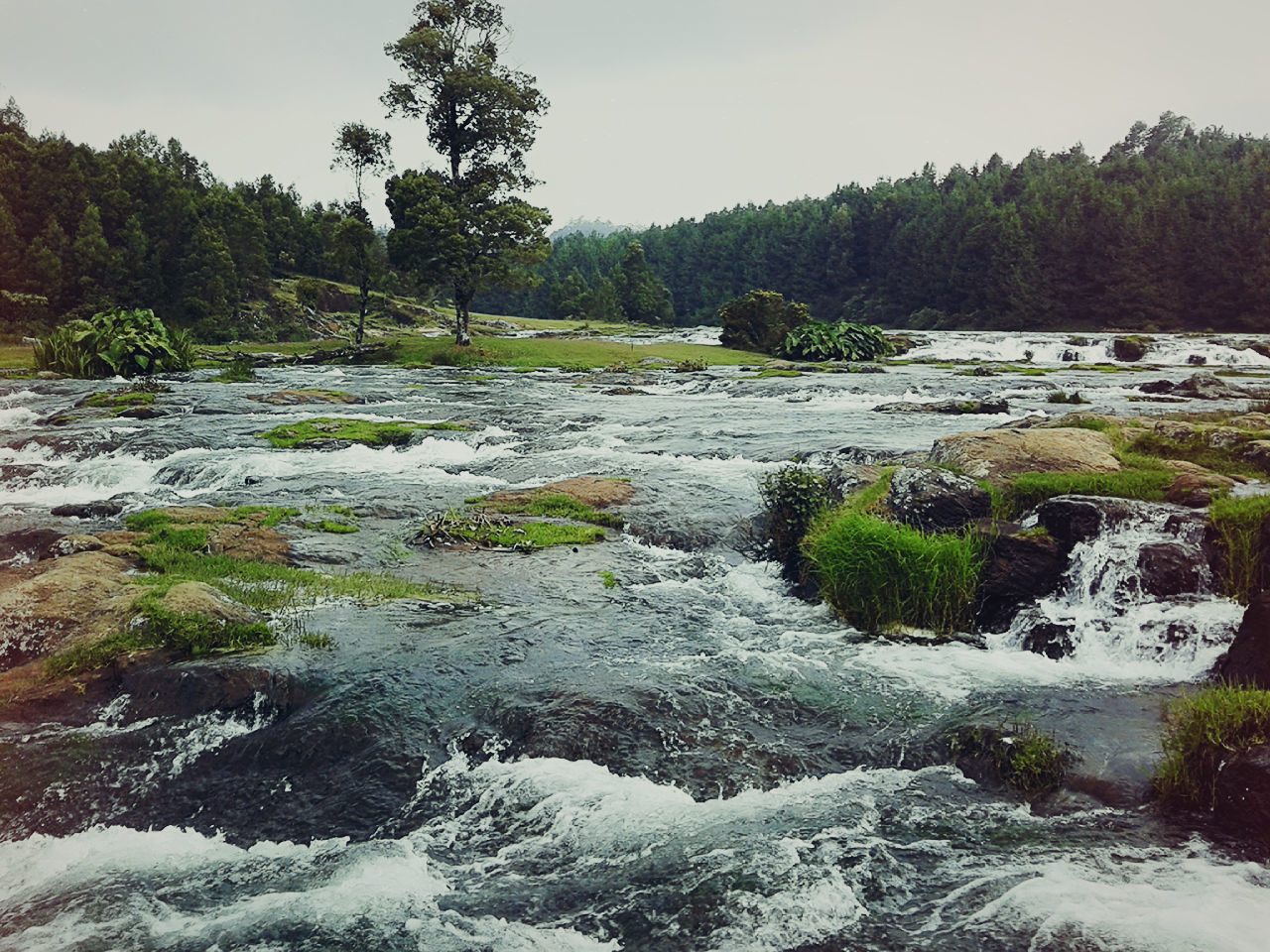 RIVER FLOWING IN FOREST AGAINST CLEAR SKY