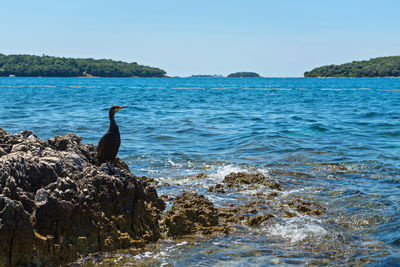 Birds perching on rock in sea against sky