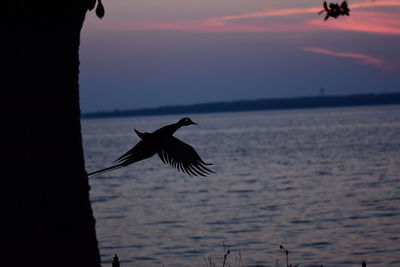 Silhouette bird flying over sea during sunset