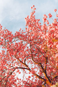Low angle view of tree against sky