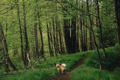 View of a dog in the forest