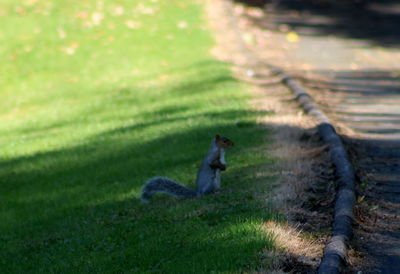 Side view of man on field