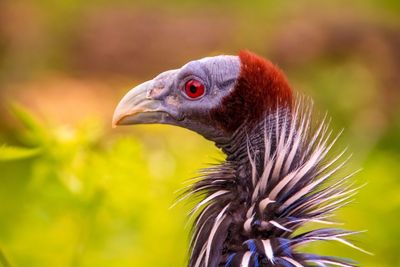 Close-up of bird