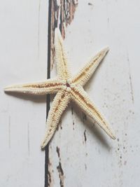 High angle view of starfish in water