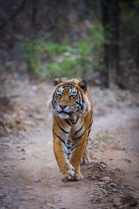 Cat walking in a forest