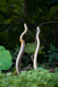 Mating of indian rat snake