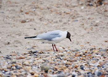 Close-up of seagull on sand