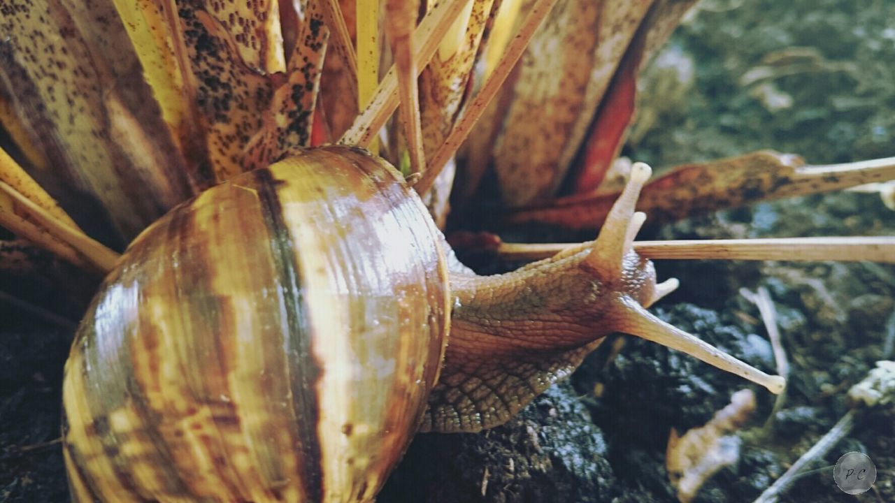 animals in the wild, animal themes, one animal, snail, animal shell, wildlife, close-up, focus on foreground, natural pattern, shell, nature, day, outdoors, mollusk, animal antenna, bird, reptile, no people, wood - material, pattern