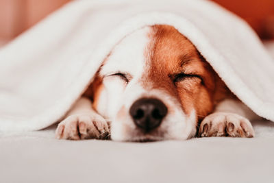 Close-up of dog sleeping on bed