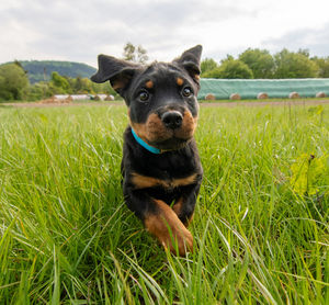 Portrait of dog on field