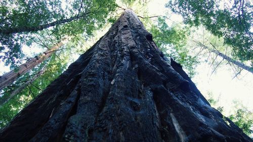 Low angle view of trees in forest