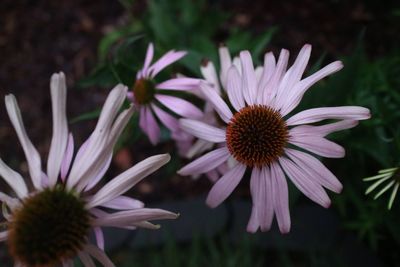 Close-up of purple flower